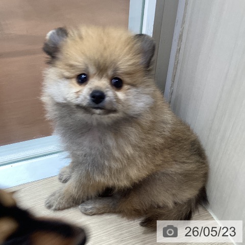 愛知県のポメラニアン (ペットプラス イオンモール長久手店/2026年3月20日生まれ/男の子/オレンジ)の子犬の3枚目の画像