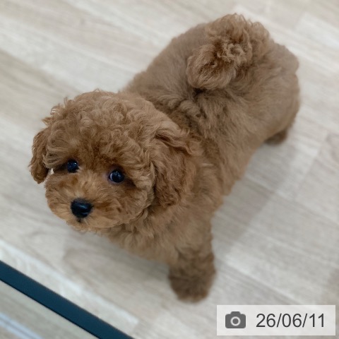 岐阜県のトイプードル(トイ) (ペットプラス 光ケ丘店/2026年3月20日生まれ/男の子/レッド)の子犬の4枚目の画像