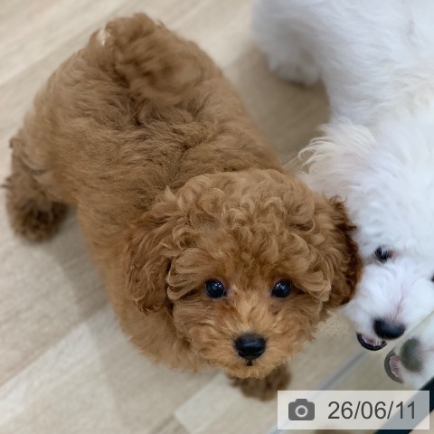 岐阜県のトイプードル(トイ) (ペットプラス 光ケ丘店/2026年3月20日生まれ/男の子/レッド)の子犬の3枚目の画像