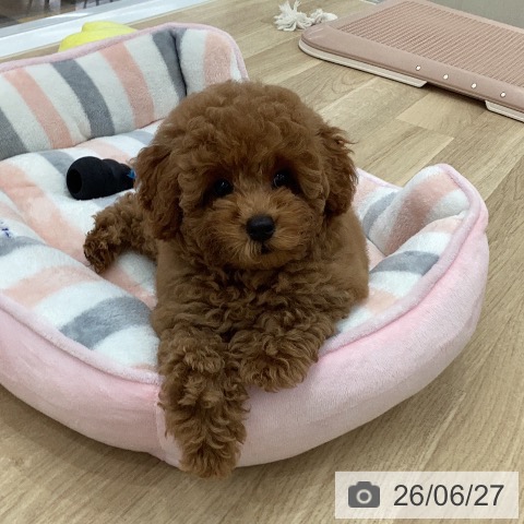 岐阜県のトイプードル(トイ) (ペットプラス 光ケ丘店/2026年3月20日生まれ/男の子/レッド)の子犬の4枚目の画像