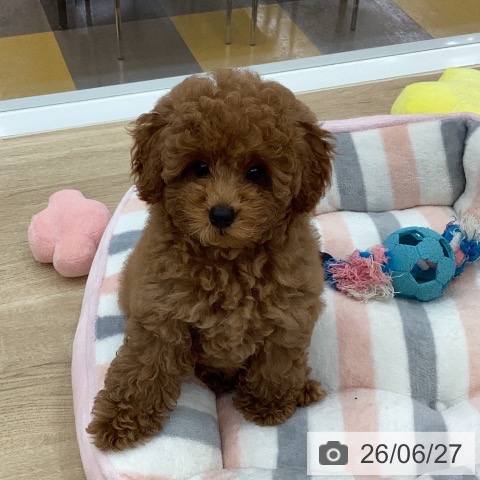 岐阜県のトイプードル(トイ) (ペットプラス 光ケ丘店/2026年3月20日生まれ/男の子/レッド)の子犬の3枚目の画像