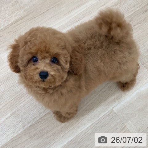 岐阜県のトイプードル(トイ) (ペットプラス 光ケ丘店/2026年3月20日生まれ/男の子/レッド)の子犬の3枚目の画像