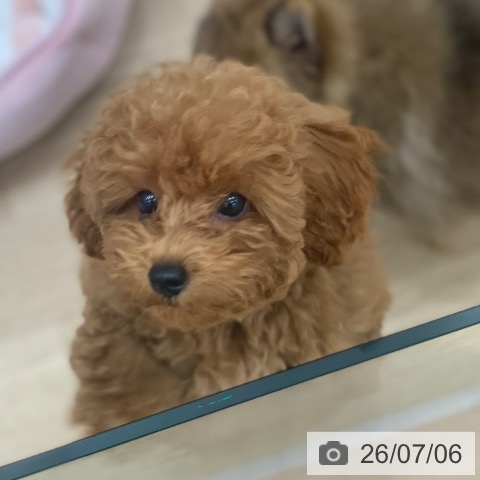 岐阜県のトイプードル(トイ) (ペットプラス 光ケ丘店/2026年3月20日生まれ/男の子/レッド)の子犬の3枚目の画像