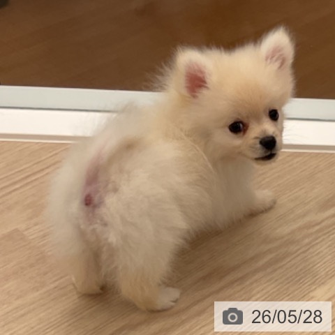 福井県のポメラニアン (ペットプラス 福井店/2026年3月16日生まれ/男の子/クリーム)の子犬の4枚目の画像