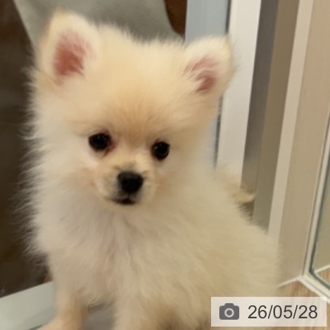福井県のポメラニアン (ペットプラス 福井店/2026年3月16日生まれ/男の子/クリーム)の子犬の3枚目の画像