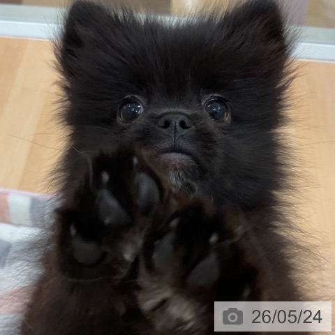 石川県のポメラニアン (ペットプラス 新小松店/2026年3月16日生まれ/女の子/ブラック)の子犬の4枚目の画像