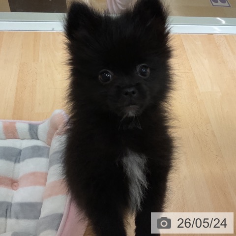 石川県のポメラニアン (ペットプラス 新小松店/2026年3月16日生まれ/女の子/ブラック)の子犬の3枚目の画像