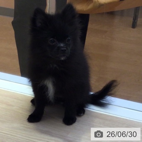 富山県のポメラニアン (ペットプラス となみ店/2026年3月16日生まれ/女の子/ブラック)の子犬の4枚目の画像