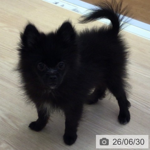 富山県のポメラニアン (ペットプラス となみ店/2026年3月16日生まれ/女の子/ブラック)の子犬の3枚目の画像