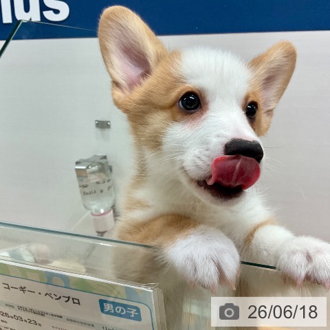 愛知県のウェルシュコーギーペンブローク (ペットプラス 名古屋茶屋店/2026年3月23日生まれ/男の子/レッドホワイト)の子犬の4枚目の画像