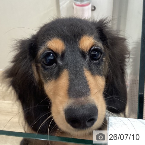 ミニチュア・ダックスフンドの写真