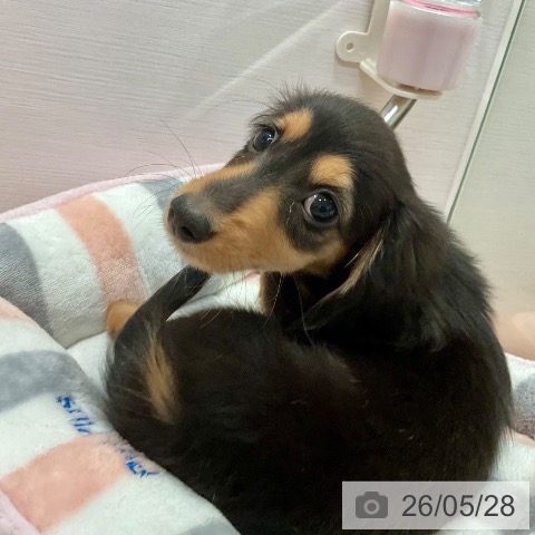 ミニチュア・ダックスフンドの写真