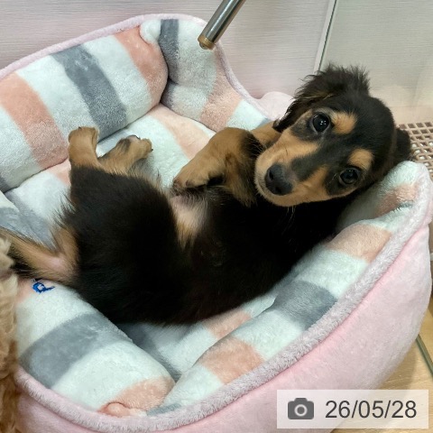 愛知県のミニチュアダックスフンド(ロング) (ペットプラス 名古屋茶屋店/2026年3月23日生まれ/男の子/ブラックタン)の子犬の4枚目の画像