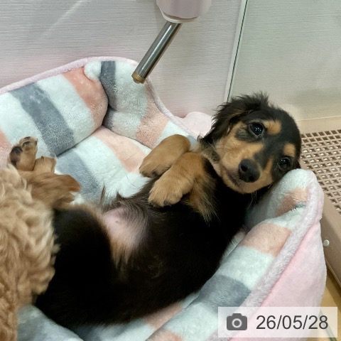 愛知県のミニチュアダックスフンド(ロング) (ペットプラス 名古屋茶屋店/2026年3月23日生まれ/男の子/ブラックタン)の子犬の3枚目の画像