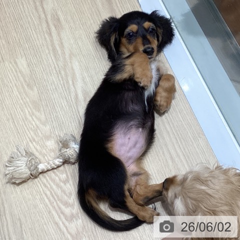 ミニチュア・ダックスフンドの写真