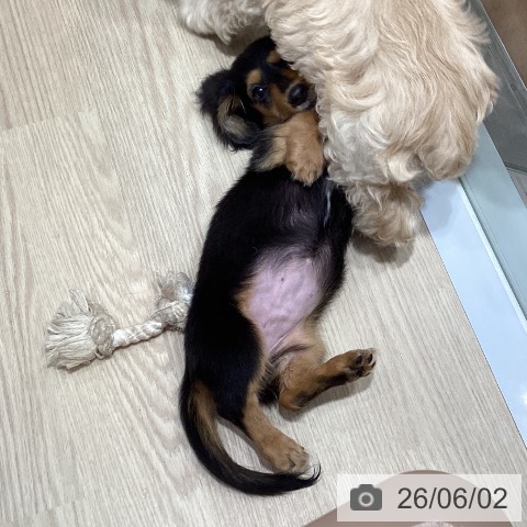 ミニチュア・ダックスフンドの写真