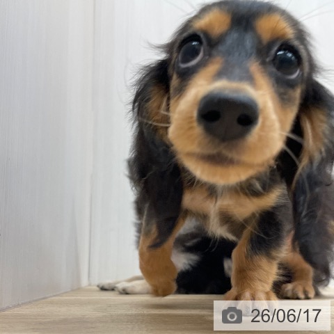 ミニチュア・ダックスフンドの写真