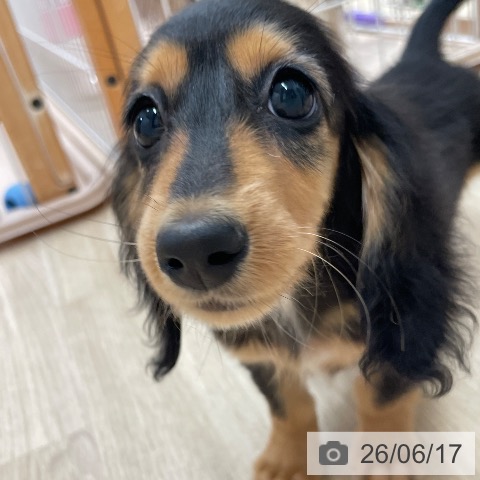 ミニチュア・ダックスフンドの写真