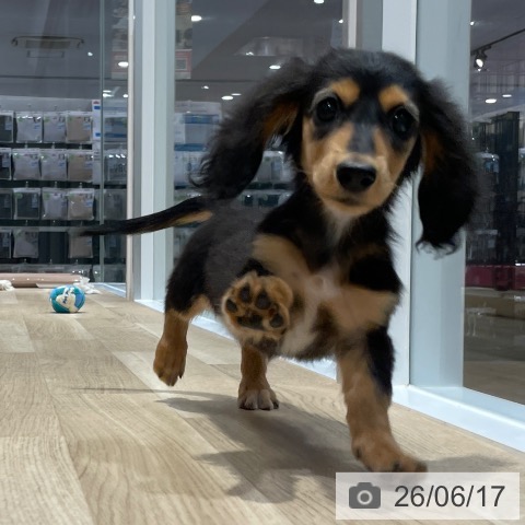 ミニチュア・ダックスフンドの写真
