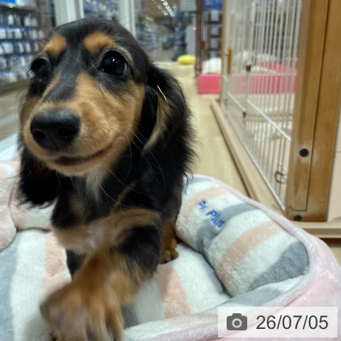 愛知県のミニチュアダックスフンド(ロング) (ペットプラス 上飯田店/2026年3月23日生まれ/女の子/ブラックタン)の子犬の4枚目の画像