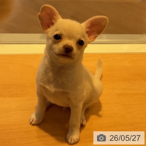 チワワの写真