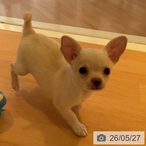 チワワの写真