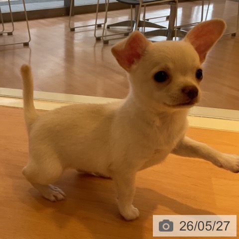 チワワの写真