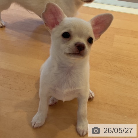 チワワの写真