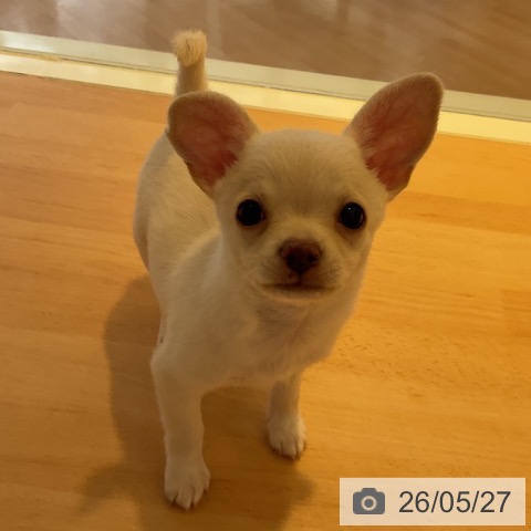 チワワの写真