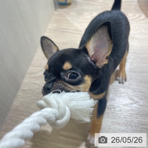 チワワの写真