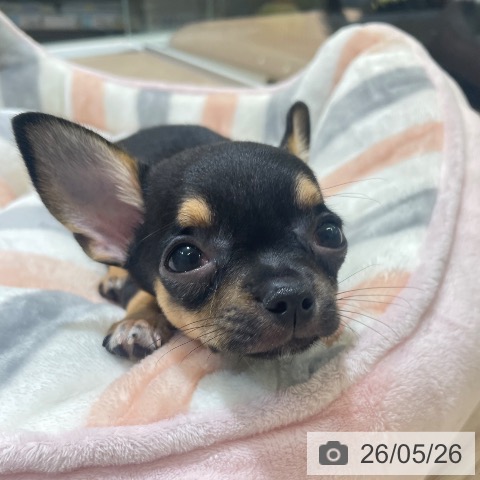 チワワの写真