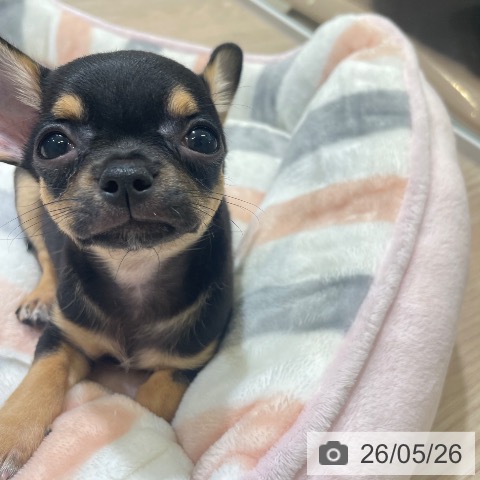 チワワの写真