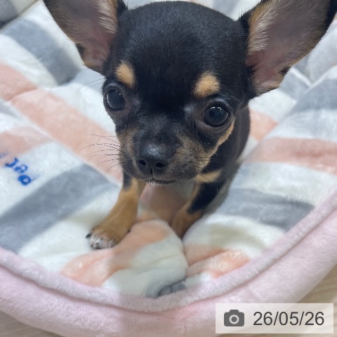 チワワの写真