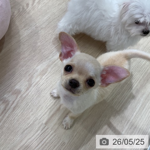チワワの写真