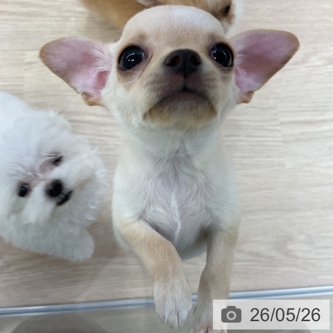 チワワの写真