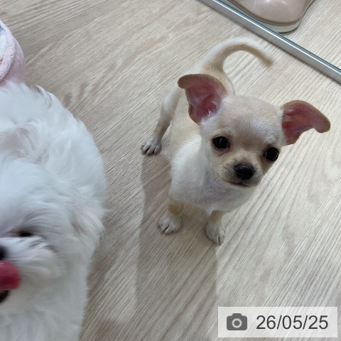 チワワの写真