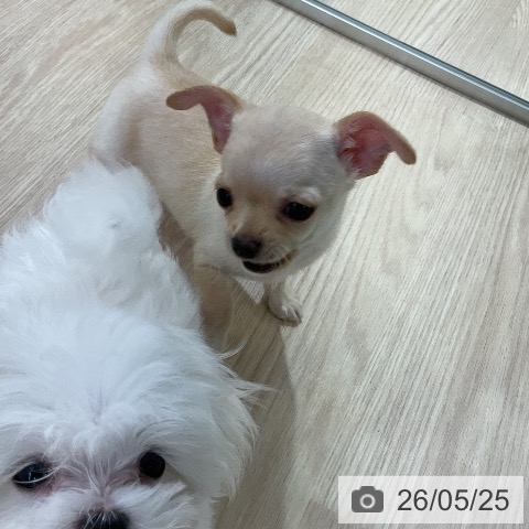 チワワの写真
