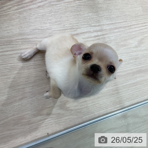 チワワの写真