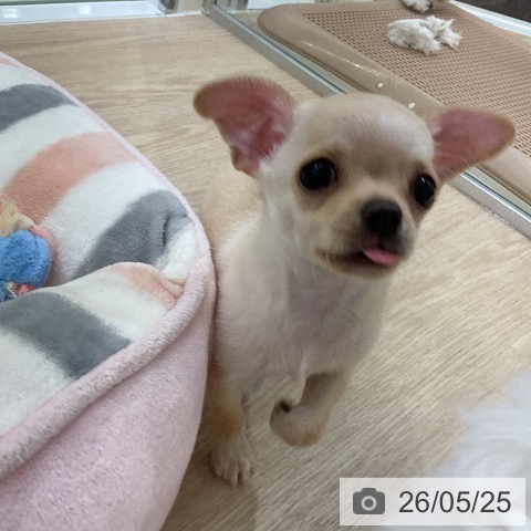 チワワの写真