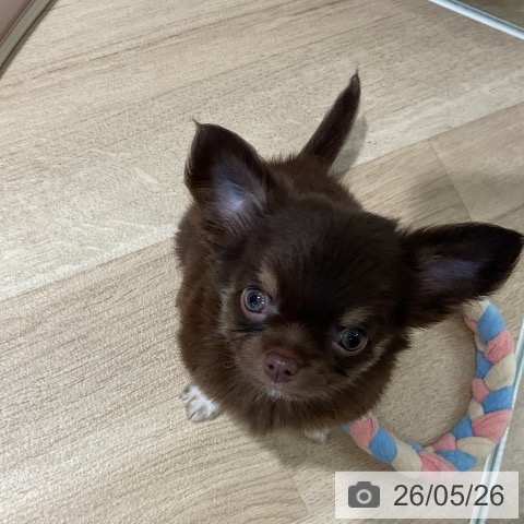チワワの写真