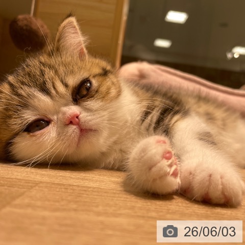 愛知県のエキゾチック (ペットプラス 則武新町店/2026年3月21日生まれ/男の子/ブラウンタビーホワイト)の子猫の4枚目の画像