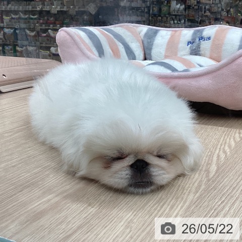 石川県のペキニーズ (ペットプラス 白山店/2026年3月18日生まれ/女の子/クリーム)の子犬の3枚目の画像
