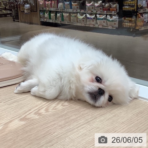 石川県のペキニーズ (ペットプラス 白山店/2026年3月18日生まれ/女の子/クリーム)の子犬の4枚目の画像