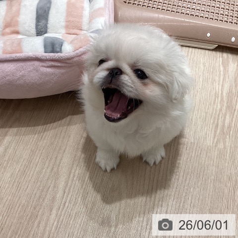 石川県のペキニーズ (ペットプラス 白山店/2026年3月18日生まれ/女の子/クリーム)の子犬の3枚目の画像