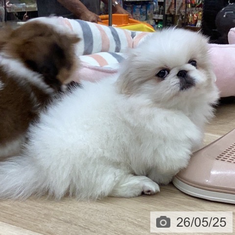 岐阜県のペキニーズ (ペットプラス 各務原店/2026年3月18日生まれ/女の子/クリーム)の子犬の3枚目の画像