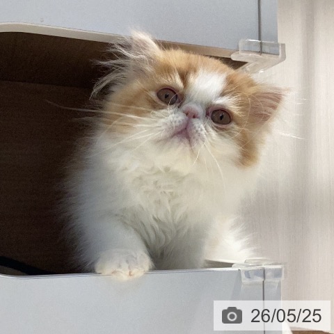 エキゾチックの写真