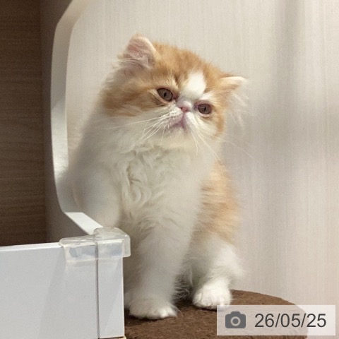 エキゾチックの写真