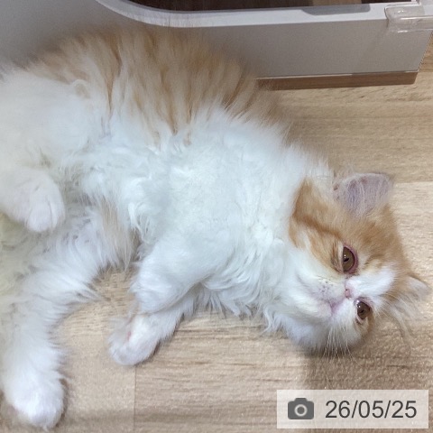 エキゾチックの写真