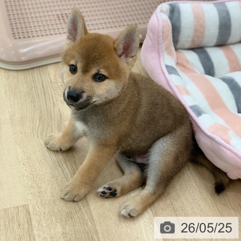 柴の写真