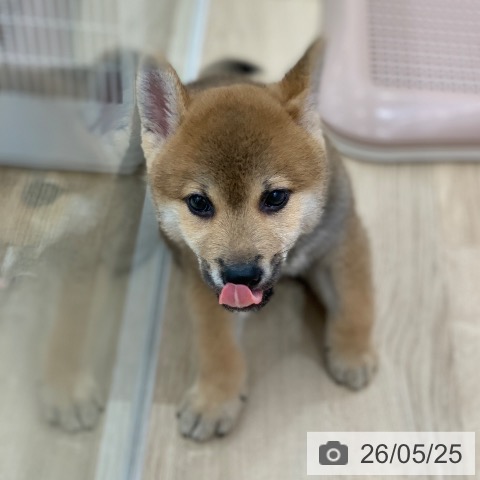 柴の写真